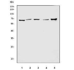 Western blot testing of 1) rat stomach, 2) rat kidney, 3) rat testis, 4) mouse kidney and 5) mouse t