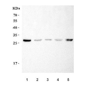 SNAIL Antibody / SNAI1