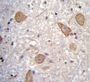 CNIH2 Antibody