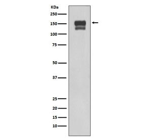 Integrin beta 1 Antibody / ITGB1 / CD29