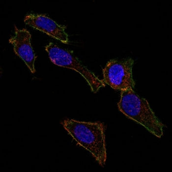 Immunofluorescent staining of human SK-OV-3 cells with CF488-conjugated EpCAM antibody (clone EGP40/