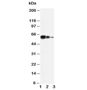 ADAM10 Antibody