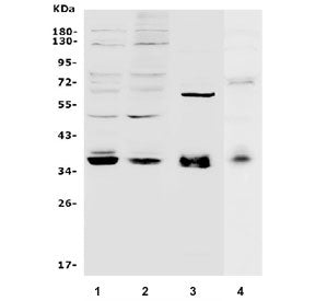 Western blot testing of human 1) HEK293, 2) K562, 3) 22RV1 and 4) rat PC-12 lysate with MAFA antibod