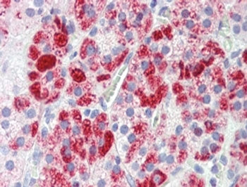 Clathrin Heavy Chain Antibody