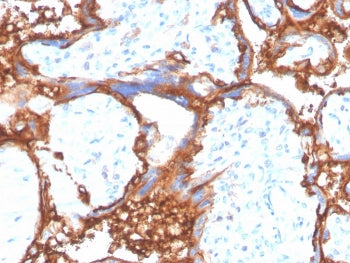 IHC staining of FFPE human placental tissue with EGF Receptor antibody (clone EGFR/4575). HIER: boil
