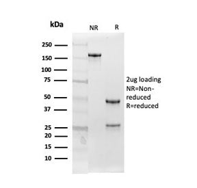 SDS-PAGE analysis of purified, BSA-free Follistatin antibody (clone FST/4282) as confirmation of int
