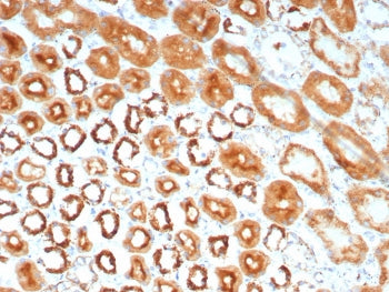 MR1 Antibody / MHC class I related protein 1