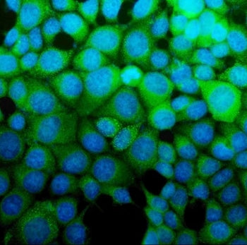 Immunofluorescent staining of FFPE human MCF7 cells with Argininosuccinate Synthetase 1 antibody (gr