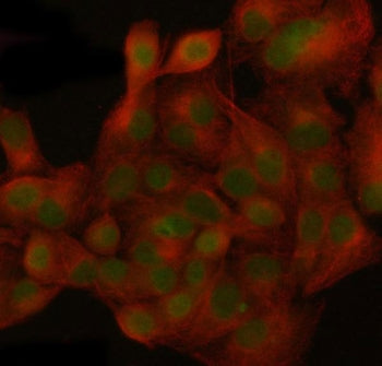 Immunofluorescent staining of FFPE human A549 cells with Nucleoporin 155 antibody (green) and Beta T