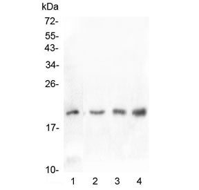 IL-10 Antibody