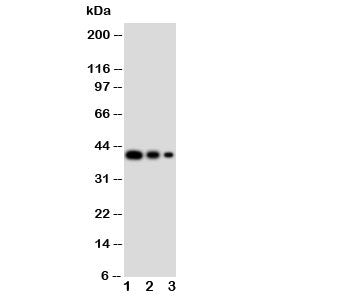 GATA2 Antibody