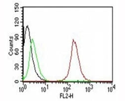 CD63 Antibody / LAMP-3