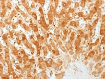 Connexin 32 Antibody / GJB1