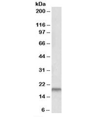 SPINT2 Antibody