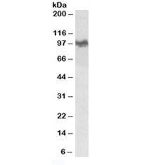 Western blot testing of mouse brain lysate with Abeta antibody at 0.03ug/ml. Predicted molecular wei
