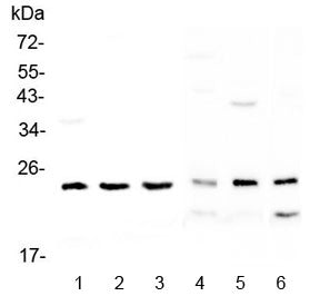 RAB6A Antibody
