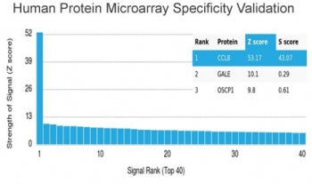 MCP2 Antibody / CCL8