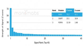 RXRG Antibody