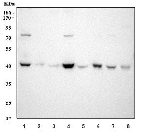 SOX1 Antibody