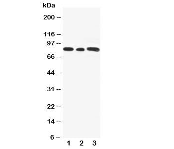 Gli3 Antibody