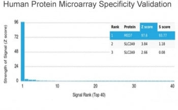 MED7 Antibody