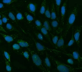Immunofluorescent staining of FFPE human U-2 OS cells with TMEM88 antibody (green) and DAPI nuclear 