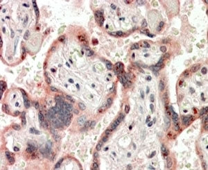 Cripto-1 Antibody