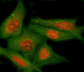 NAP1L5 Antibody / Nucleosome assembly protein 1-like 5