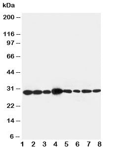 LASP1 Antibody