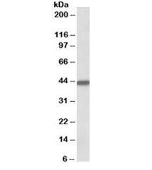 Keratin 19 Antibody