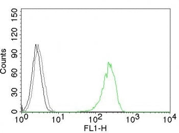 Transferrin Receptor Antibody / TFRC / CD71