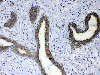 ERBB4 Antibody / HER4