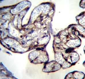 BNIP2 antibody immunohistochemistry analysis in formalin fixed and paraffin embedded human placenta 