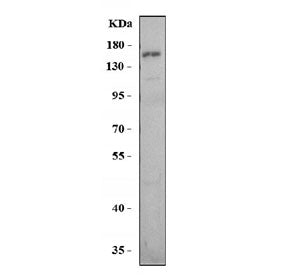 TLR8 Antibody
