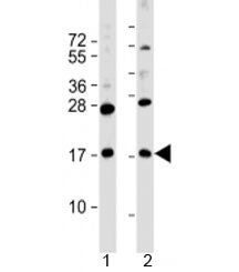 FAM159B Antibody