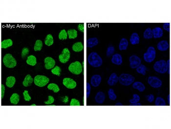 c-Myc Antibody