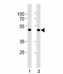 SMAD3 antibody western blot analysis in HepG2 and mouse C2C12 lysate. Observed molecular weight: 48~
