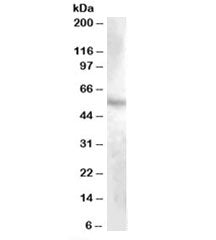 DMP1 Antibody