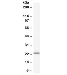 RBP4 Antibody