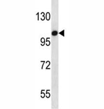 TLR7 Antibody