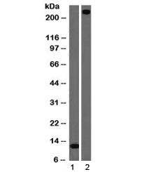 Western blot testing of 1) partial recombinant protein and 2) human lung lysate with vWF antibody (c
