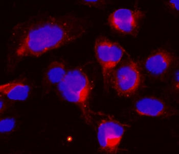 CCNB1 Antibody / Cyclin B1