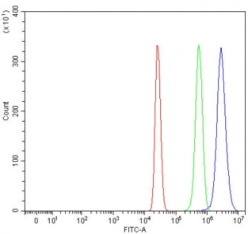 RALGAPA2 Antibody / C20orf74