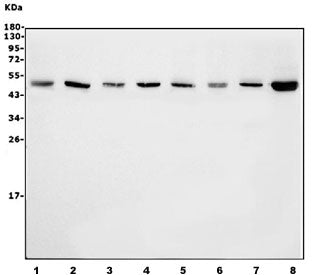 Western blot testing of rat 1) liver, 2) testis, 3) kidney, 4) PC-12, and mouse 5) liver, 6) testis,