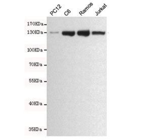 JAK1 Antibody