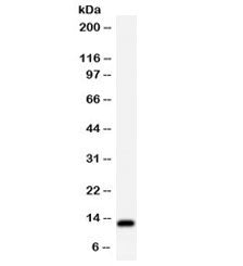 Estrogen Inducible Protein pS2 / TFF1 Antibody