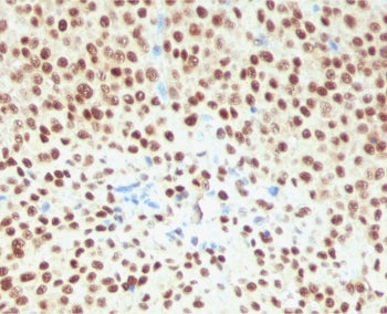 SOX10 Antibody