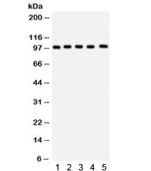 ASPH Antibody