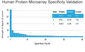 Analysis of HuProt(TM) microarray containing more than 19,000 full-length human proteins using L-Myc