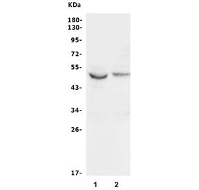 GSK3 alpha Antibody / GSK3A